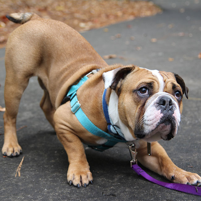 Puppy Classes & Sessions, Canine Enrichment Center