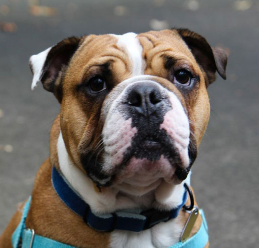 George-adahp-small