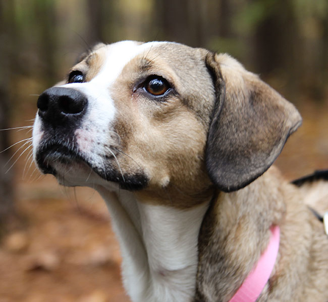 Leela-dog-training-raleigh-nc-small