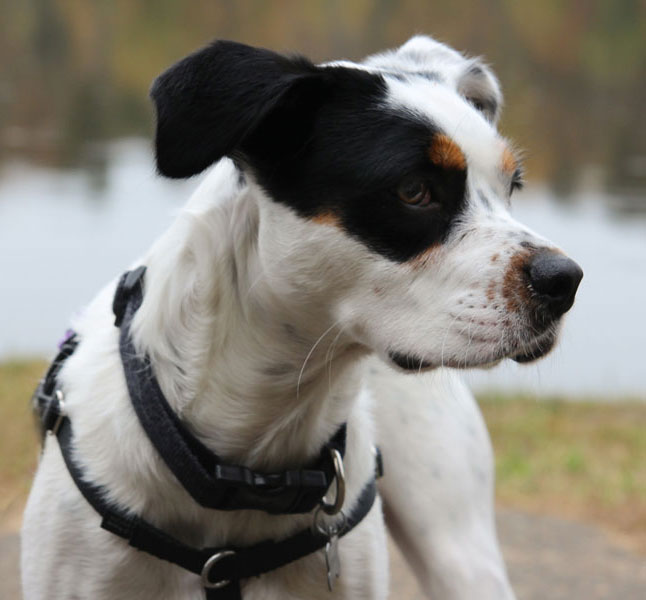 Nibbler-adahp-small